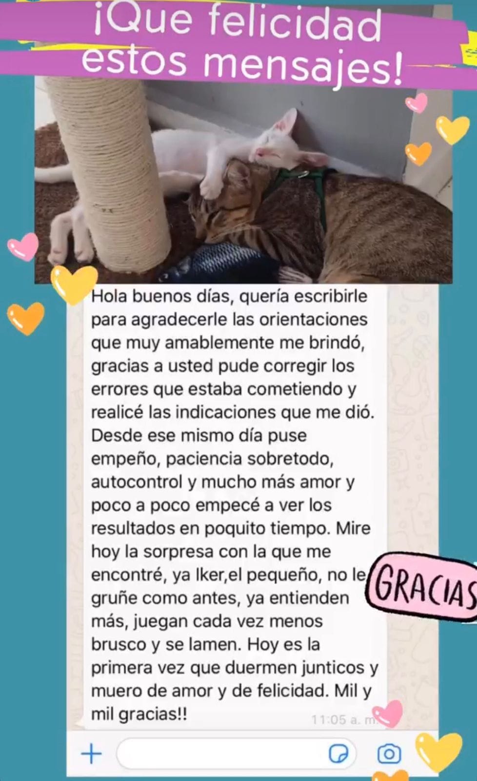 Captura de WhatsApp: clienta comparte foto de sus dos gatos durmiendo juntos tras el proceso de convivencia