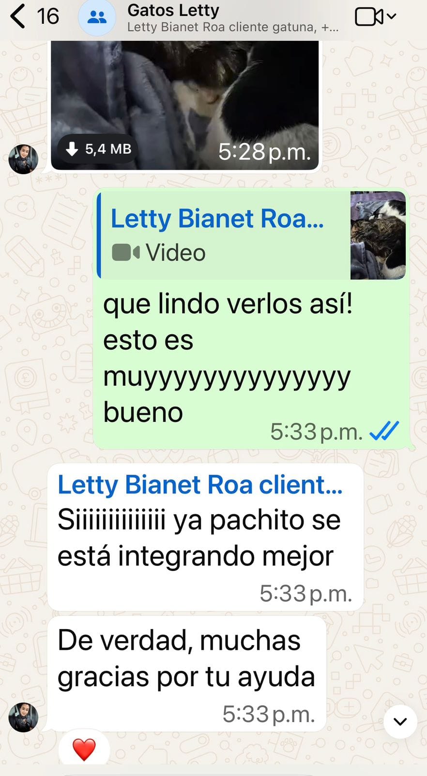 Captura de WhatsApp: clienta comparte video muy feliz de sus dos gatos juntos tras el proceso de convivencia