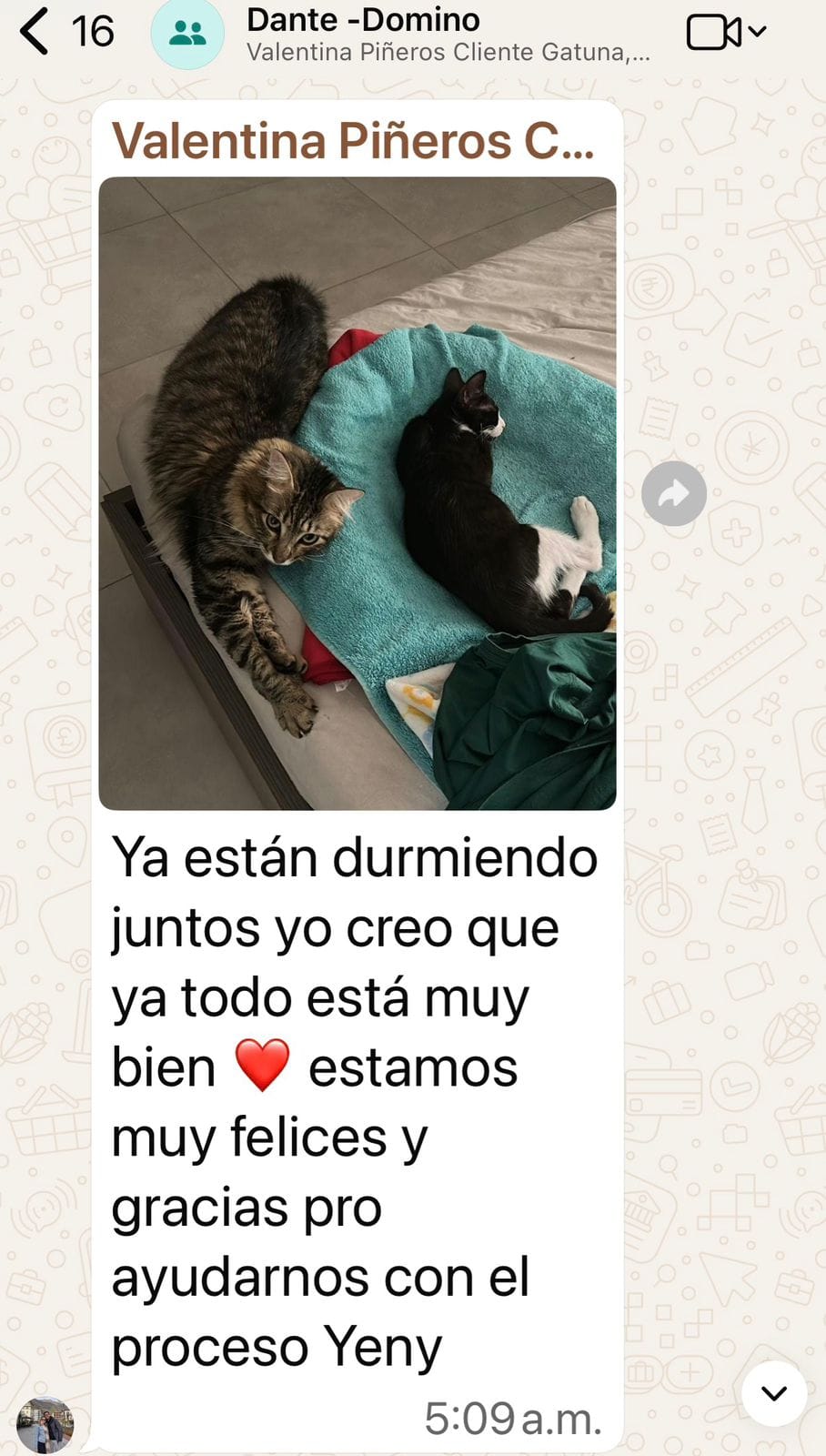 Captura de WhatsApp: clienta comparte foto de sus dos gatos durmiendo juntos tras el proceso de convivencia