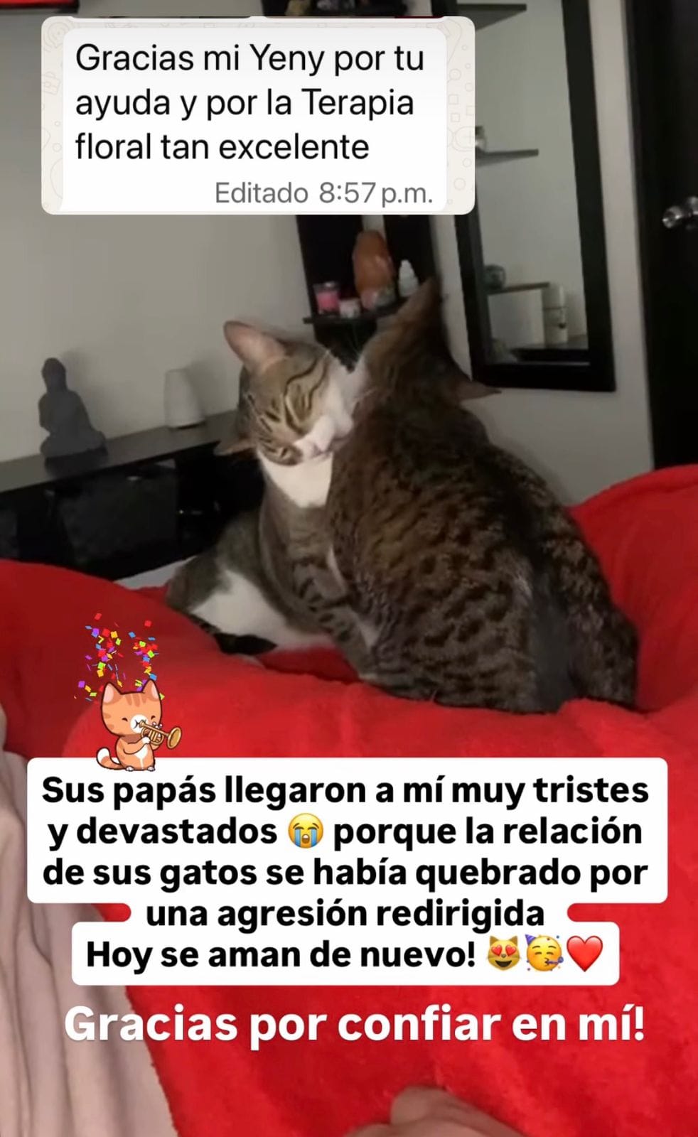 Captura de WhatsApp: clienta comparte foto de sus dos gatos acicalándose juntos tras un proceso de reintroducción por agresión redirigida