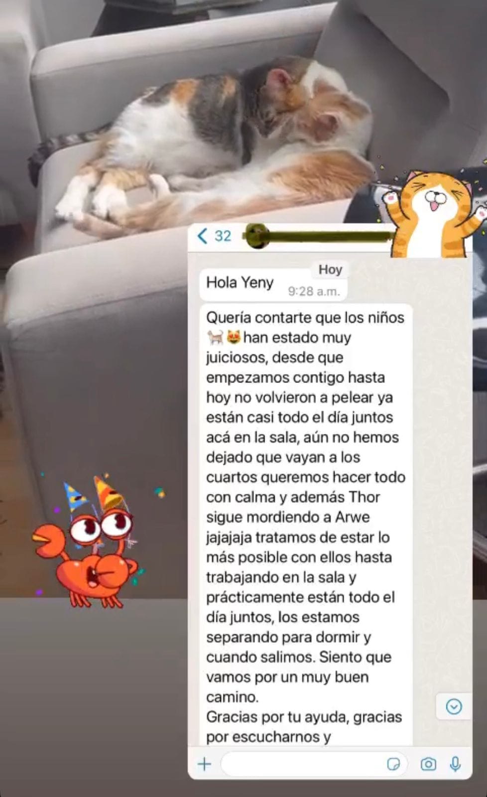 Captura de WhatsApp: clienta comparte foto muy feliz de sus dos gatos juntos tras el proceso de convivencia