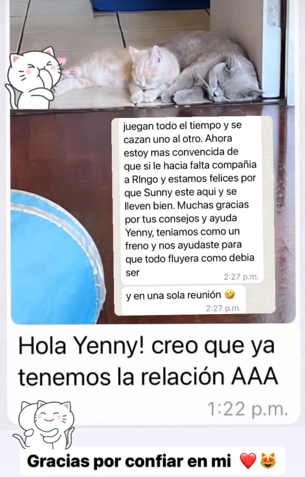 Captura de WhatsApp: testimonio de clienta muy agradecida y feliz porque sus gatos lograron una relación AAA de amor, amistad y armonía