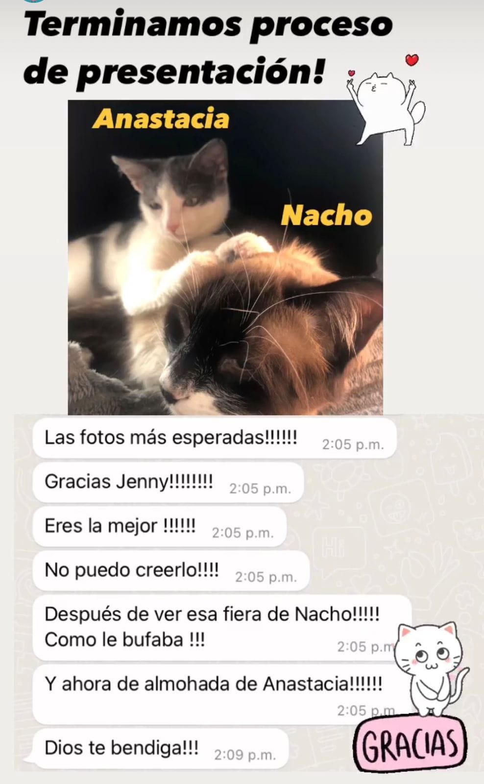 Captura de WhatsApp: testimonio de clienta muy agradecida y feliz por la consulta para ayudarle a presentar a sus gatos