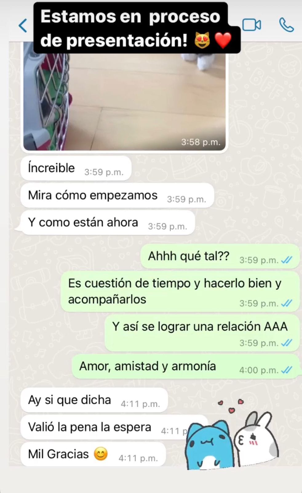 Captura de WhatsApp: clienta relata cómo sus gatos ya conviven en paz después de la consulta