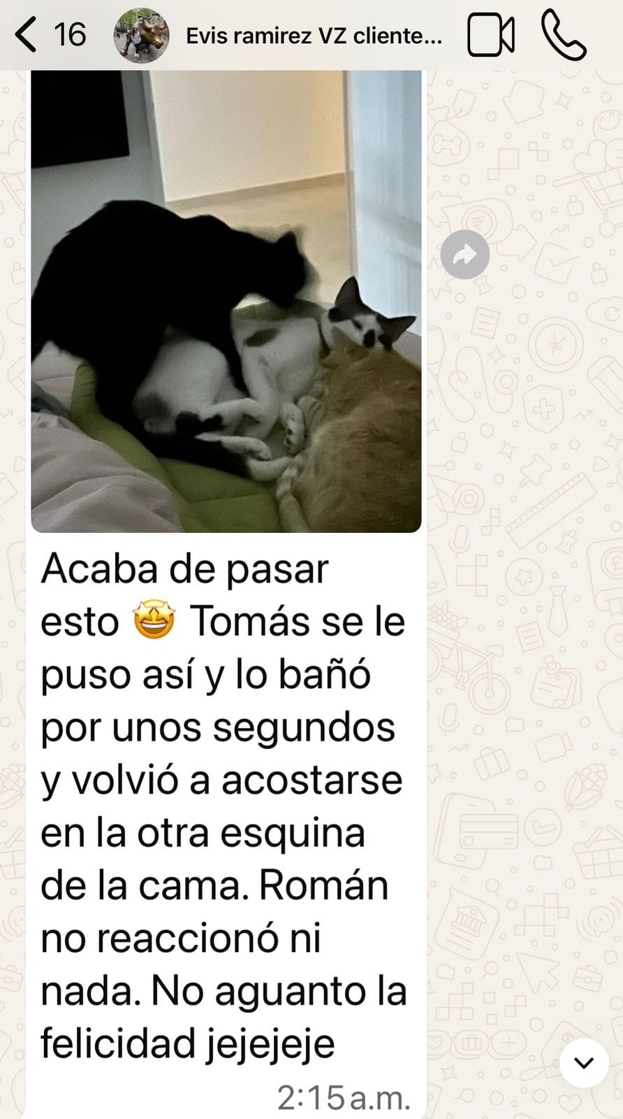 Captura de WhatsApp: clienta comparte foto muy feliz de sus dos gatos juntos tras el proceso de convivencia