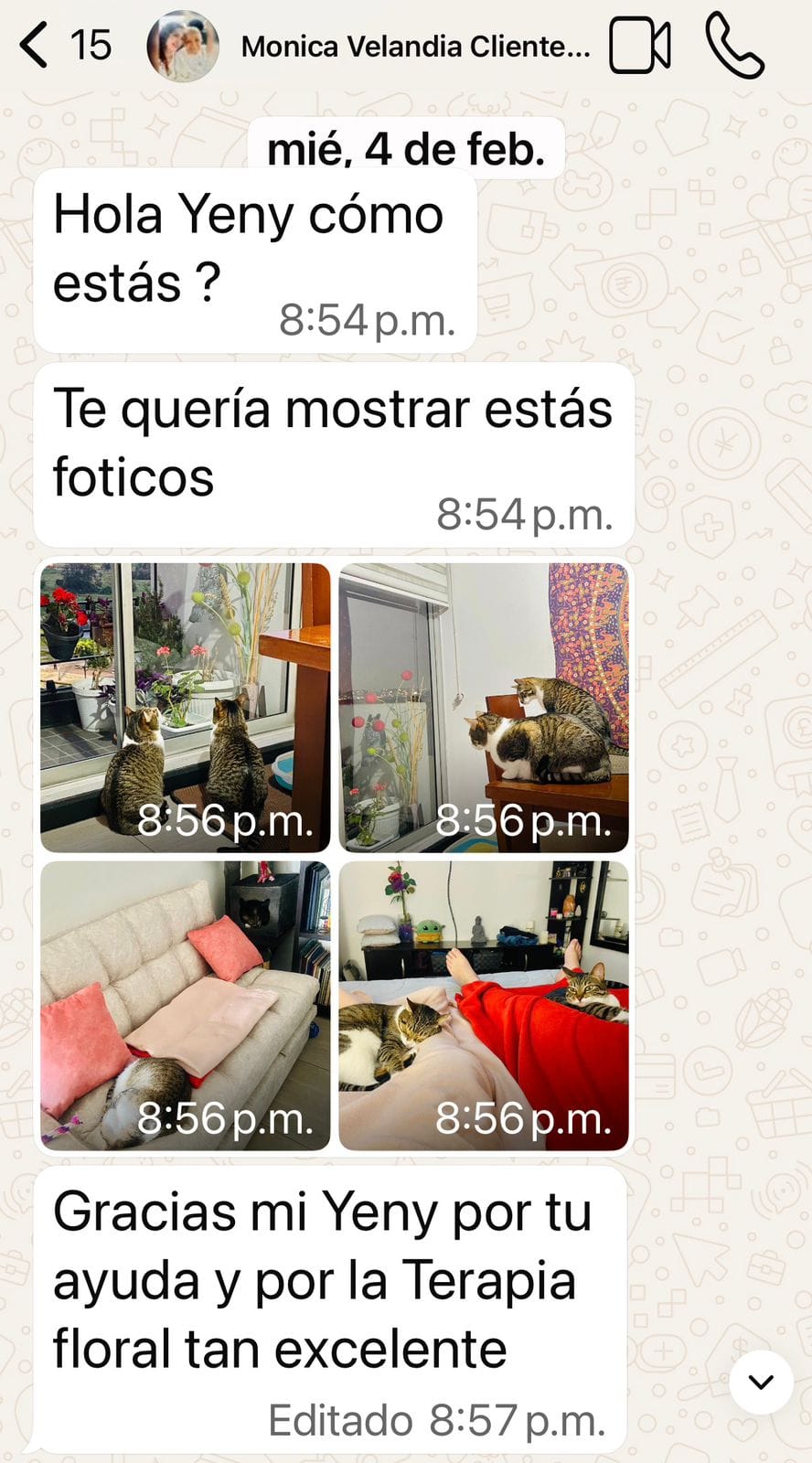 Captura de WhatsApp: clienta comparte foto muy feliz de sus dos gatos conviviendo en paz tras el proceso de mejorar la convivencia