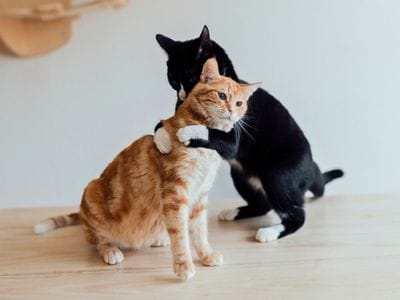 buena relación entre gatos