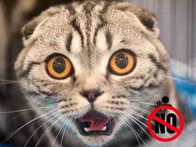 que no hacer cuando los gatos orinan por fuera
