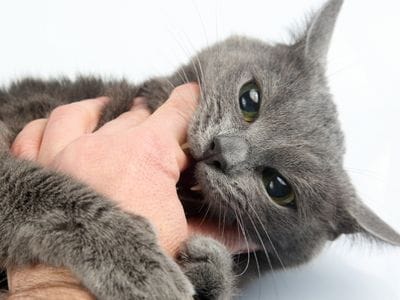 gato muerde mano