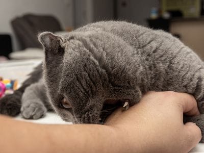 gato muerde duro mano por dolor