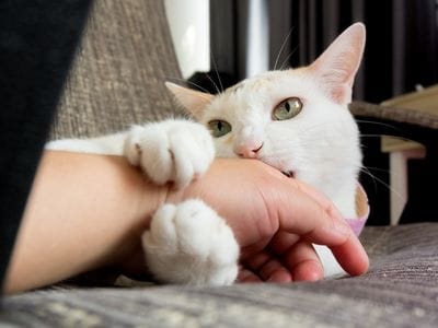 gato muerde mano caricias