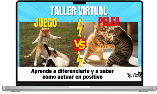 diferenciar si los gatos están jugando o peleando