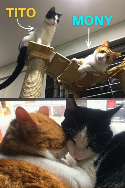 son mis gatos hermosos y graciosos