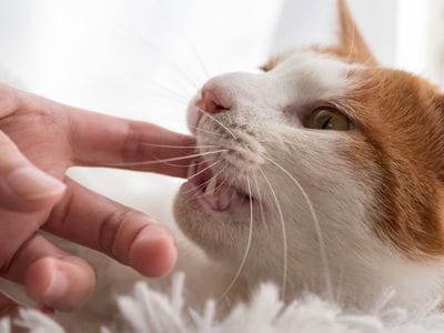 mordisquito de amor gatos