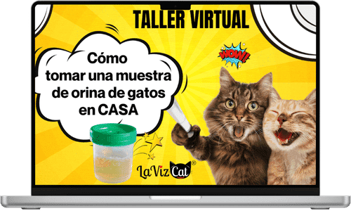 como tomar una muestra de orina de gatos