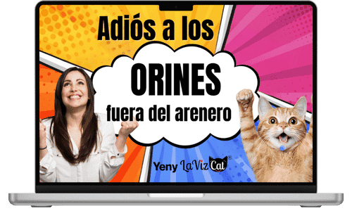 solución cuando los gatos orinan fuera del arenero