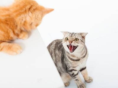 gatos peleando después del veterinario