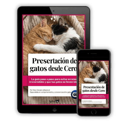 proceso de presentacion de gatos, como presentar un nuevo gato