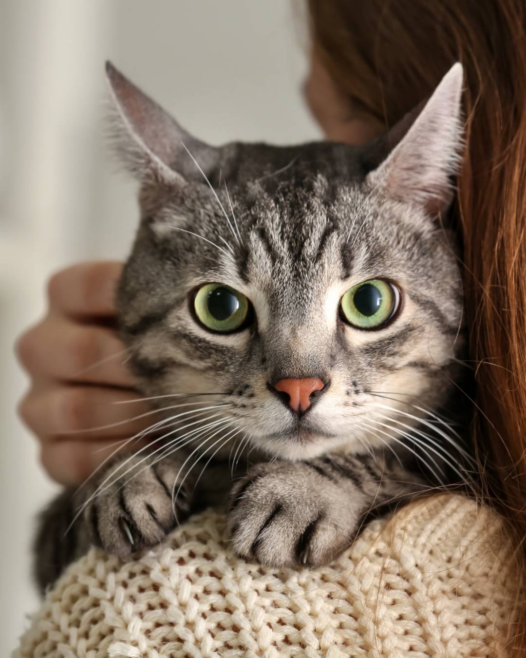 GATO ASUSTADO