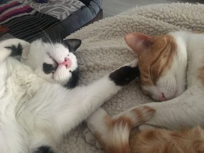 buena relacion entre gatos