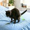 gato orinando la cama