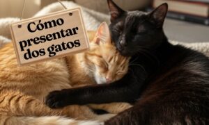 Cómo presentar dos gatos correctamente