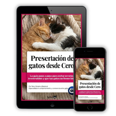 la guia para presentar gatos desde cero