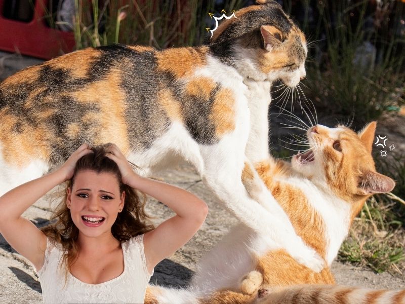 mujer desesperada porque sus gatos pelean