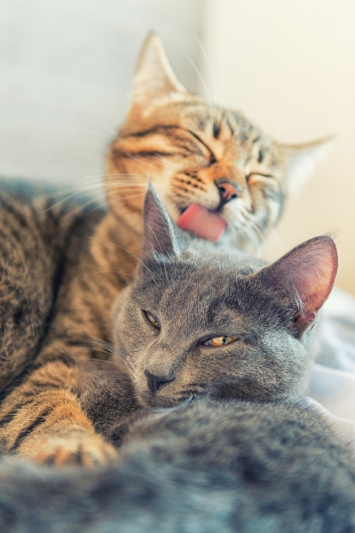 presentacion de gatos desde cero sin peleas