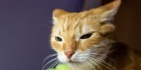 gato amenazado