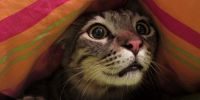 gato escondido por miedo
